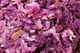 Photo of Braised Red Cabbage