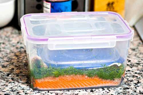 Photo of Preparing Gravlax